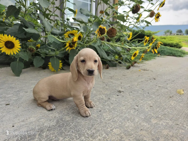 Harper – Miniature Dachshund puppy for sale in Millmont, PA