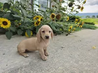 Harper, a male Miniature Dachshund for sale in Millmont, PA – 1 of 10