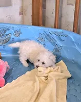 Blake, a male Bichon Frise for sale in Millmont, PA – 4 of 10