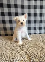 Seth, a male Miniature Schnauzer for sale in Millmont, PA – 4 of 4