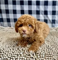 Ned, a male Poodle - Miniature  for sale in Millmont, PA – 2 of 8