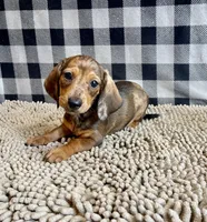 Noah, a male Miniature Dachshund for sale in Millmont, PA – 3 of 6