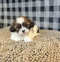 Adam, a male Shih Tzu for sale in Millmont, PA – 4 of 5