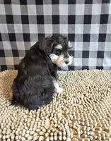 Sarge, a male Miniature Schnauzer for sale in Millmont, PA – 2 of 8