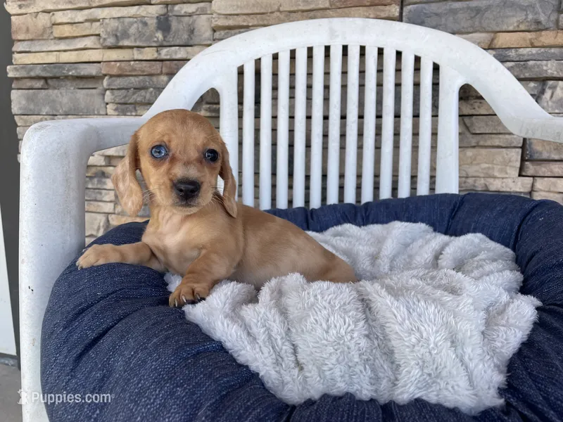 Fawn – Miniature Dachshund puppy for sale in Millmont, PA