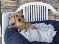 Fawn, a female Miniature Dachshund for sale in Millmont, PA – 1 of 5