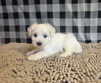Susie, a female Bichon Frise and Coton de Tulear for sale in Millmont, PA – 3 of 6