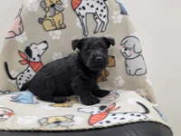 Violet, a female Scottish Terrier for sale in Millmont, PA – 5 of 5