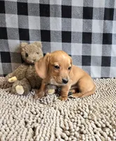 Boyd, a male Miniature Dachshund for sale in Millmont, PA – 7 of 7