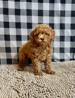 Nola, a female Poodle - Miniature  for sale in Millmont, PA – 6 of 6