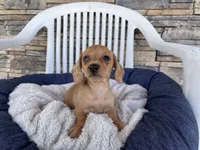 Fawn, a female Miniature Dachshund for sale in Millmont, PA – 4 of 5