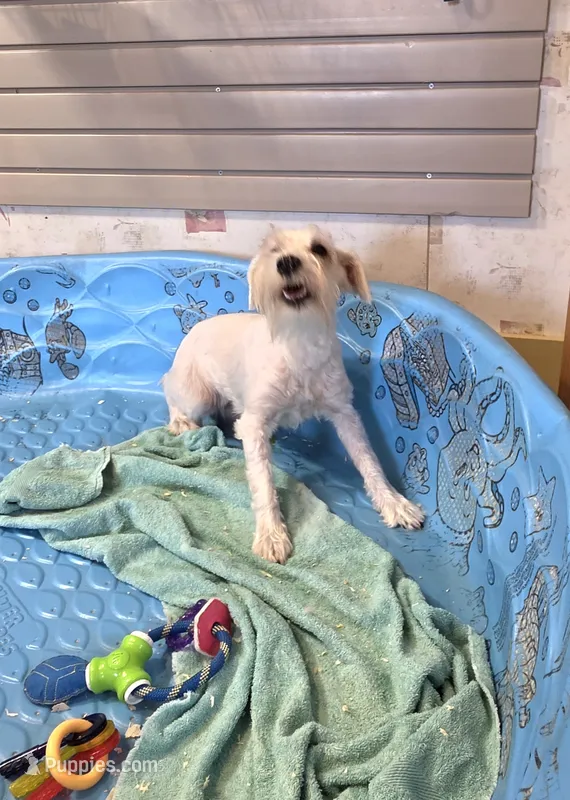 Steve – Miniature Schnauzer puppy for sale in Millmont, PA