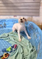 Steve, a male Miniature Schnauzer for sale in Millmont, PA – 1 of 9