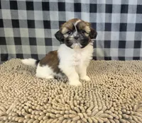 Abby, a female Shih Tzu for sale in Millmont, PA – 1 of 5