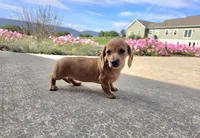 Holly, a female Miniature Dachshund for sale in Millmont, PA – 6 of 8