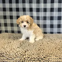 Ricky, a male Coton de Tulear and Poodle - Miniature  for sale in Millmont, PA – 5 of 5