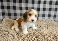 Ben, a male Havachon for sale in Millmont, PA – 5 of 8