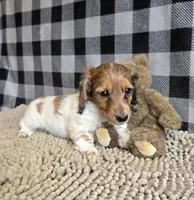 Kelly, a female Miniature Dachshund for sale in Millmont, PA – 7 of 10