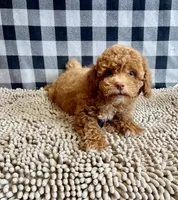 Ned, a male Poodle - Miniature  for sale in Millmont, PA – 7 of 8