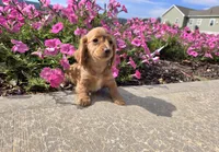 Hope, a female Miniature Dachshund for sale in Millmont, PA – 7 of 8