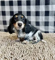 Nathan, a male Miniature Dachshund for sale in Millmont, PA – 4 of 5