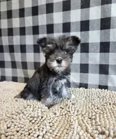 Sally, a female Miniature Schnauzer for sale in Millmont, PA – 5 of 7