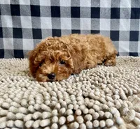 Nola, a female Poodle - Miniature  for sale in Millmont, PA – 3 of 6