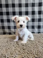 Sarah, a female Miniature Schnauzer for sale in Millmont, PA – 1 of 6