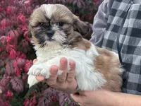 Simba, a male Shih Tzu for sale in Millmont, PA – 4 of 4