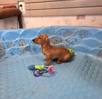 Boyd, a male Miniature Dachshund for sale in Millmont, PA – 3 of 10