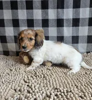 Kelly, a female Miniature Dachshund for sale in Millmont, PA – 9 of 10