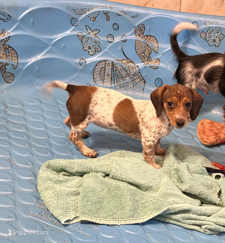 Nellie – Miniature Dachshund puppy for sale in Millmont, PA