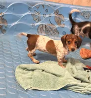 Nellie, a female Miniature Dachshund for sale in Millmont, PA – 1 of 7