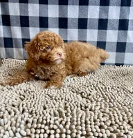 Ned, a male Poodle - Miniature  for sale in Millmont, PA – 4 of 8