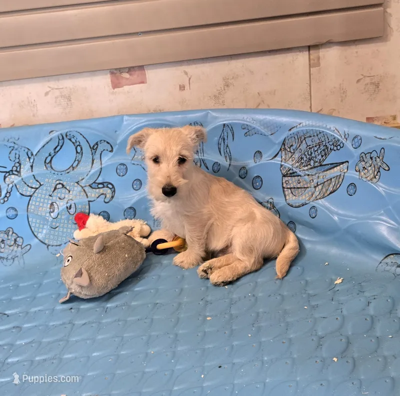 Scamp – Scottish Terrier puppy for sale in Millmont, PA