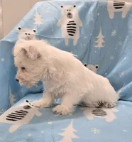 Lenny, a male West Highland White Terrier for sale in Millmont, PA – 6 of 8