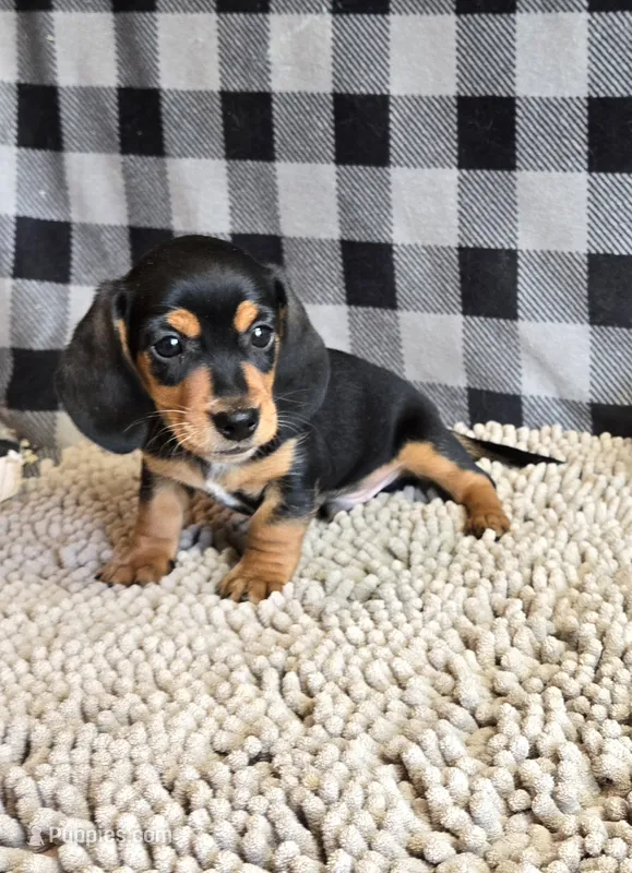 Boone – Miniature Dachshund puppy for sale in Millmont, PA