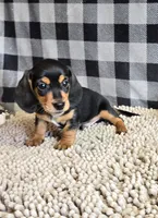 Boone, a male Miniature Dachshund for sale in Millmont, PA – 1 of 9