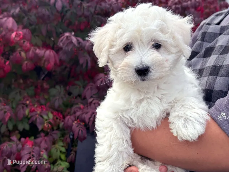 Susie – Bichon Frise, Coton de Tulear puppy for sale in Millmont, PA