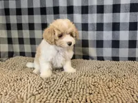 Ricky, a male Coton de Tulear and Poodle - Miniature  for sale in Millmont, PA – 4 of 5
