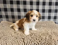 Ben, a male Havachon for sale in Millmont, PA – 4 of 8
