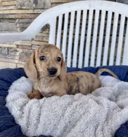 Flora, a female Miniature Dachshund for sale in Millmont, PA – 5 of 6
