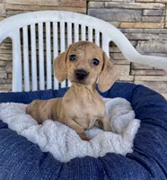 Flora, a female Miniature Dachshund for sale in Millmont, PA – 2 of 6