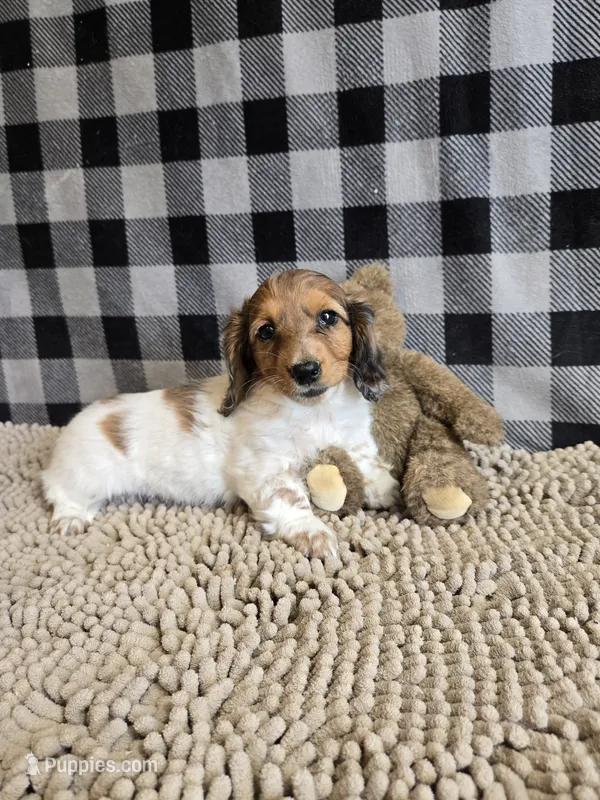 Kelly – Miniature Dachshund puppy for sale in Millmont, PA