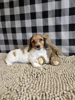 Kelly, a female Miniature Dachshund for sale in Millmont, PA – 1 of 10