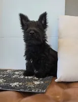 Morris, a male Scottish Terrier for sale in Millmont, PA – 2 of 10