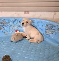 Scamp, a male Scottish Terrier for sale in Millmont, PA – 3 of 9