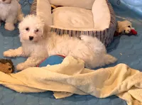 Hans, a male Havanese for sale in Millmont, PA – 3 of 4