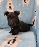 Morris, a male Scottish Terrier for sale in Millmont, PA – 7 of 8