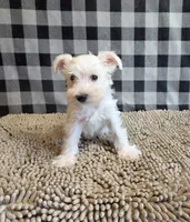 Sarah, a female Miniature Schnauzer for sale in Millmont, PA – 2 of 6
